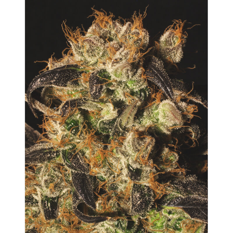 Paradise_Seeds_White_Berry_BPS.024F