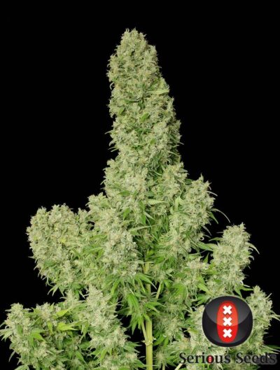1white-russian-whole-plant---choice-2-pic