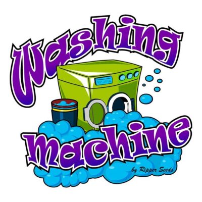 2washing-machine-semillas-feminizadas-de-marihuana