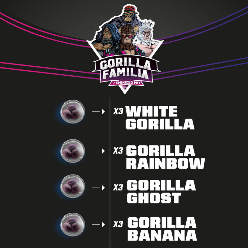 Gorilla Familia